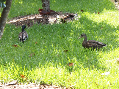 [Mallard on the right in eclipse plumage is in profile view while the other in regular plumage a few feet away is showing us his back end.]